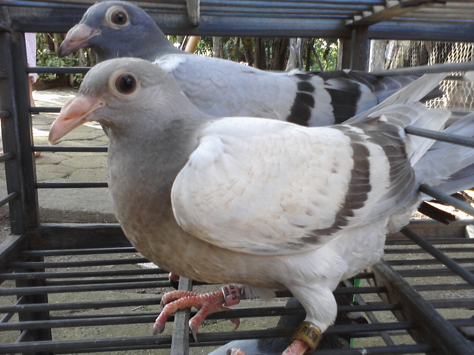 Racing Homing Pigeon New Baby Racing Homing Pigeon Picture In July 28
