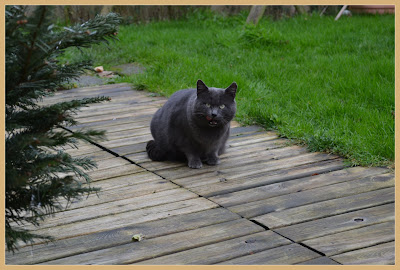 le chat gris