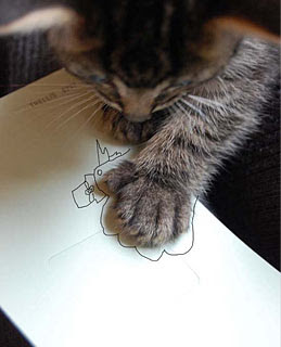 Funny Cat Pictures
