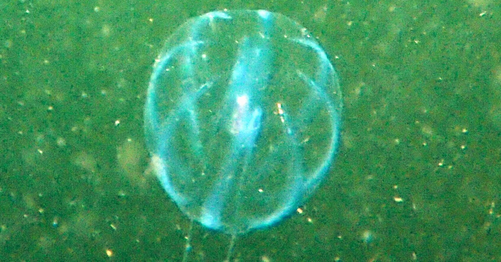 PenobscotPaddles A Sighting of Ctenophora