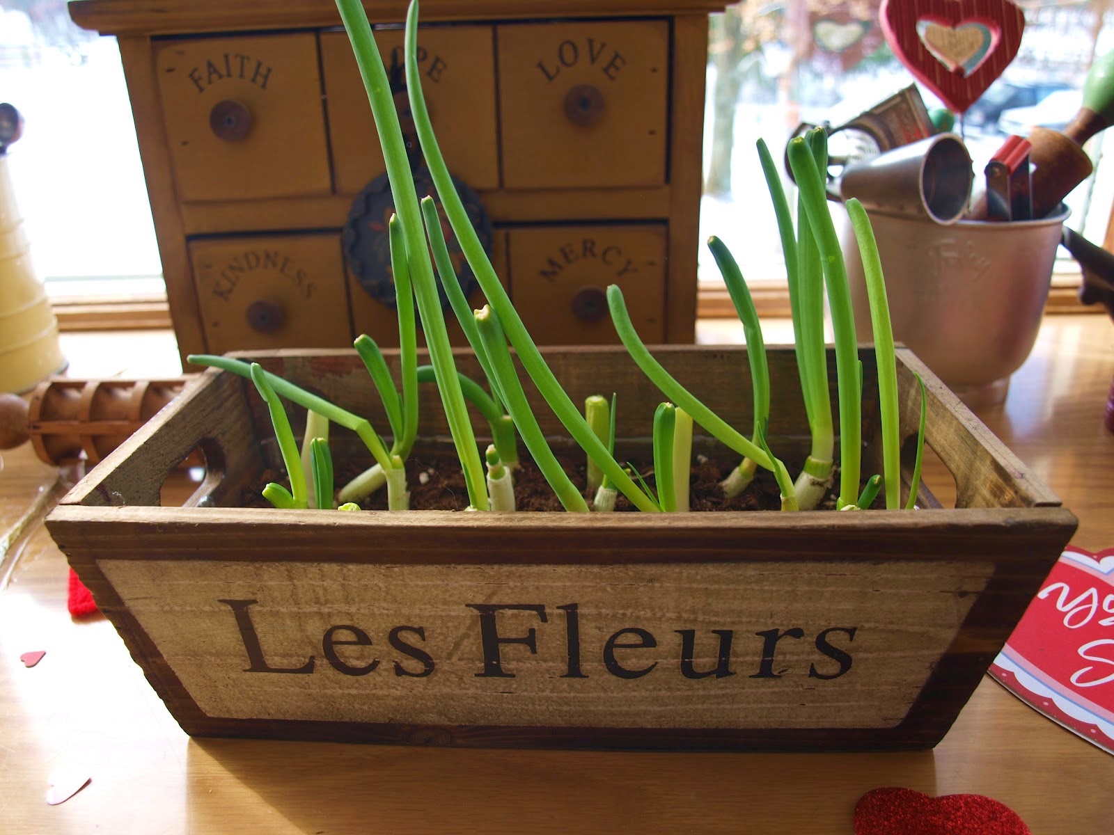 Crafts Interesting ways to grow onions (bulbs) indoor