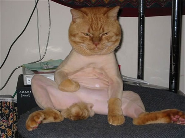 Naked+Cat.jpg