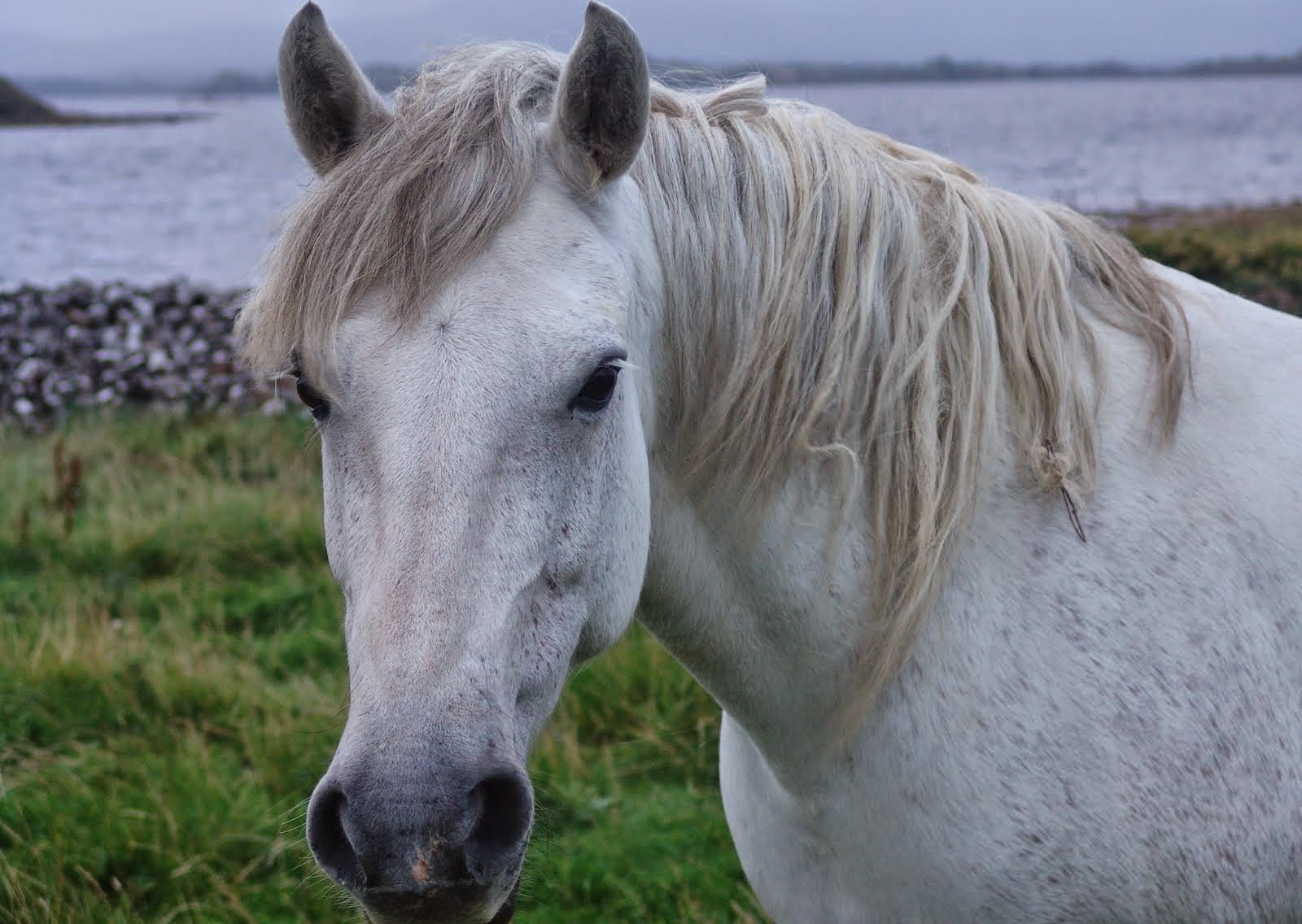 Irish Horse Welfare Trust