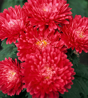 Asters