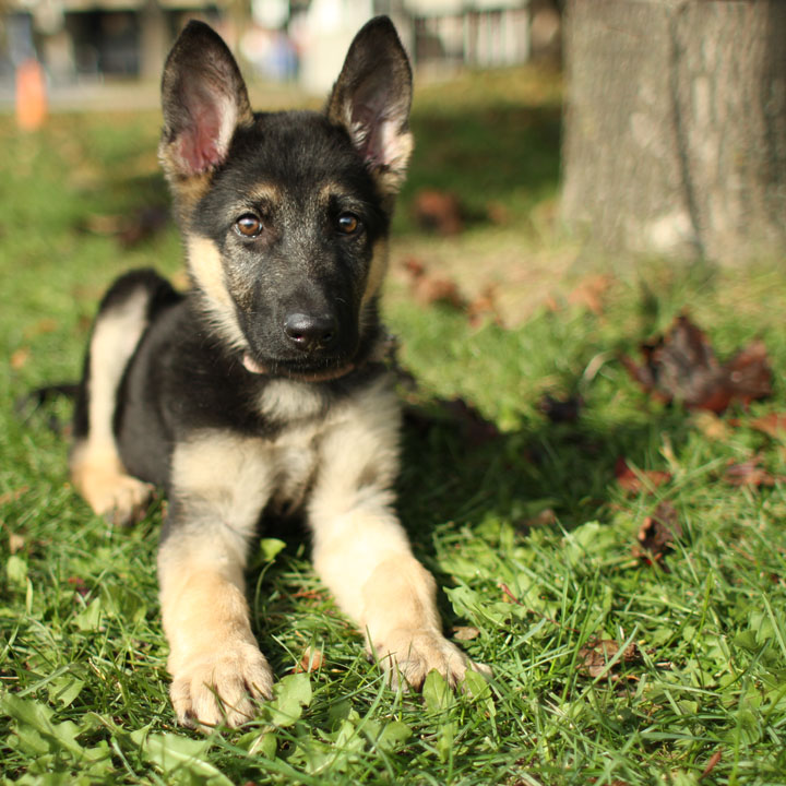 Cute Puppy Dogs: german shepherd puppies