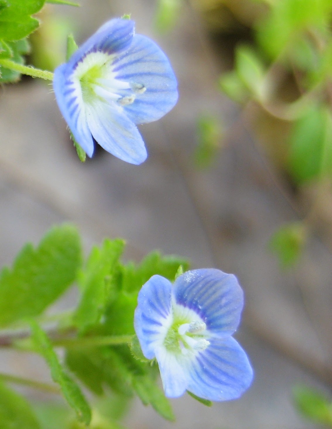Discovering His Creation Bird's Eye Speedwell (Veronica Persica)