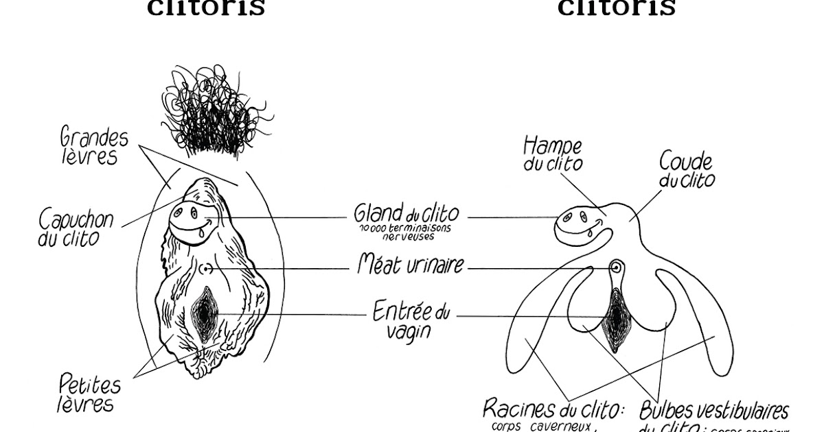 Clitoris sans capuchon
