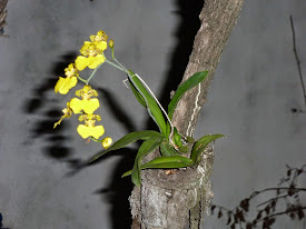 Orquídeas