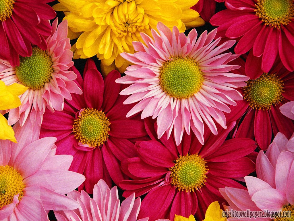 http://4.bp.blogspot.com/-wJTsOZjtlfw/T7XTI3lRhII/AAAAAAAAAvw/s2Jlbt5n5IM/s1600/Free-Beautiful-Daisy-Flowers-Desktop-Wallpapers-04.jpg