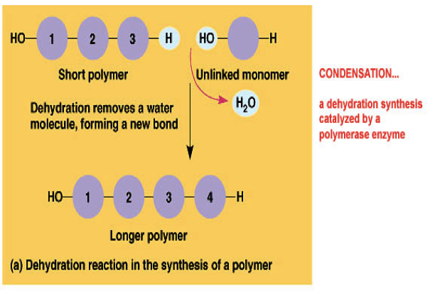 amino acids are the monomers that join together to form