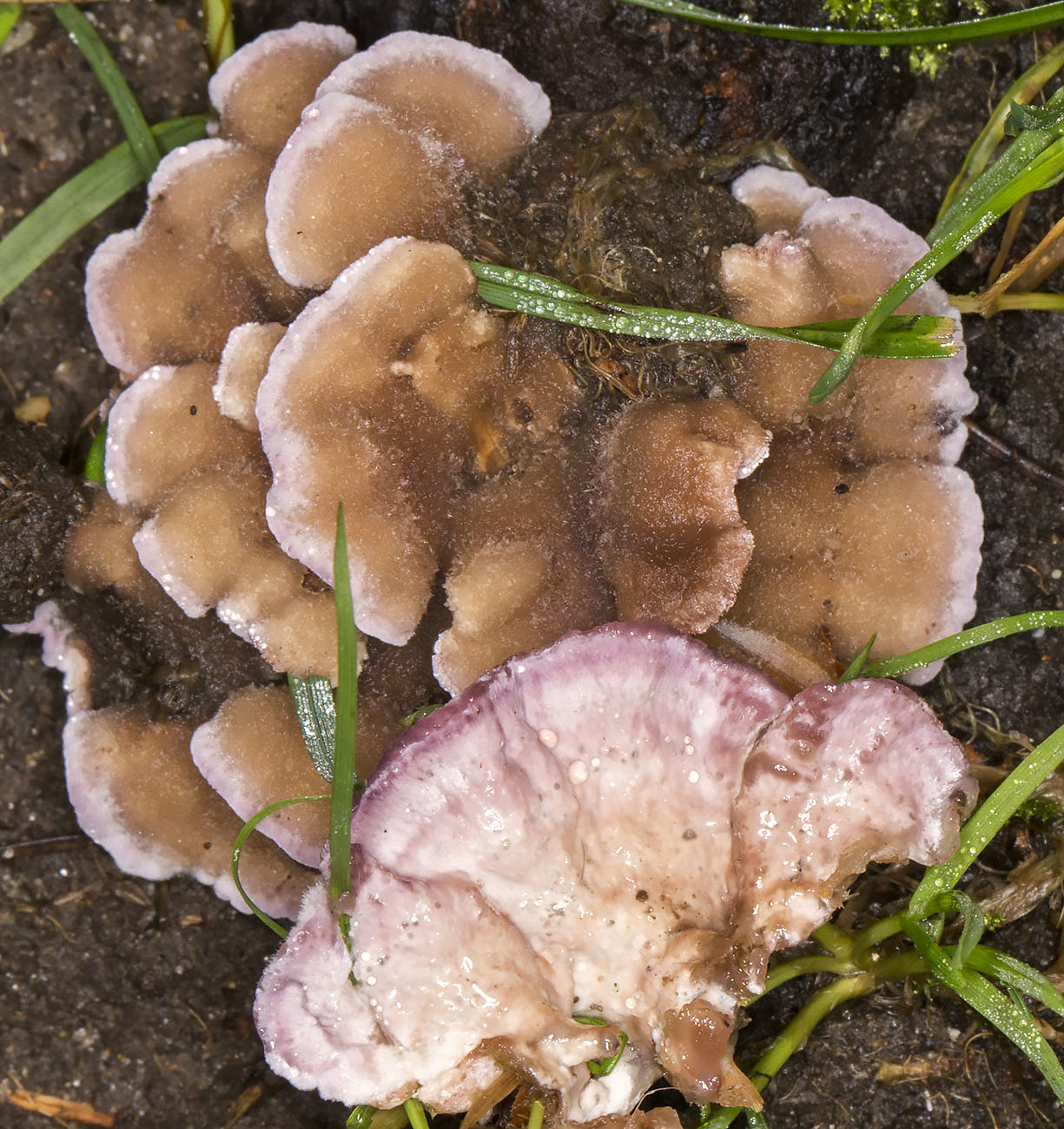 Chondrostereum purpureum, Silverleaf Fungus. Hayes, 18 November 2014. Chondrostereum purpureum, Silverleaf Fungus. Hayes, 18 November 2014.