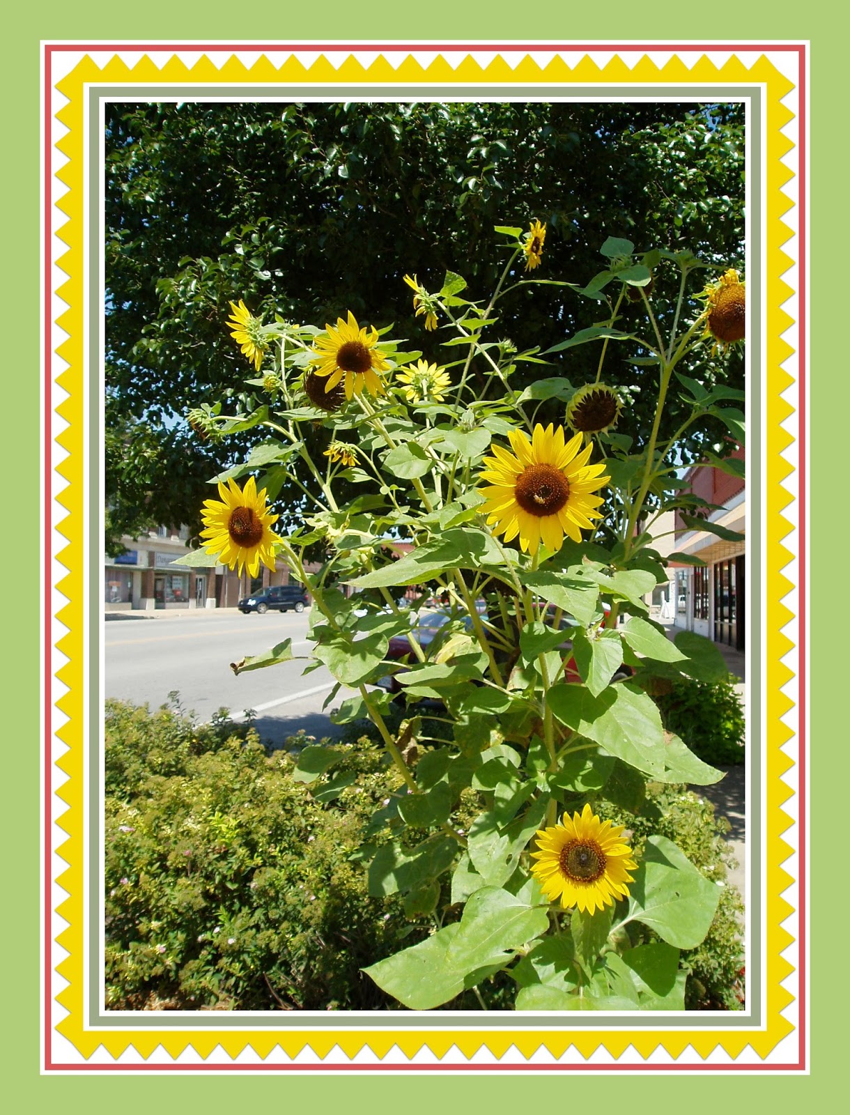 Garden Of Daisies: Sunflowers On Main Street