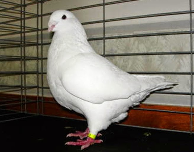 The Racing Pigeon HD wallpaper American Giant Homer Pigeon