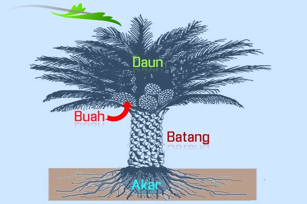 Bagianbagian Kelapa Sawit