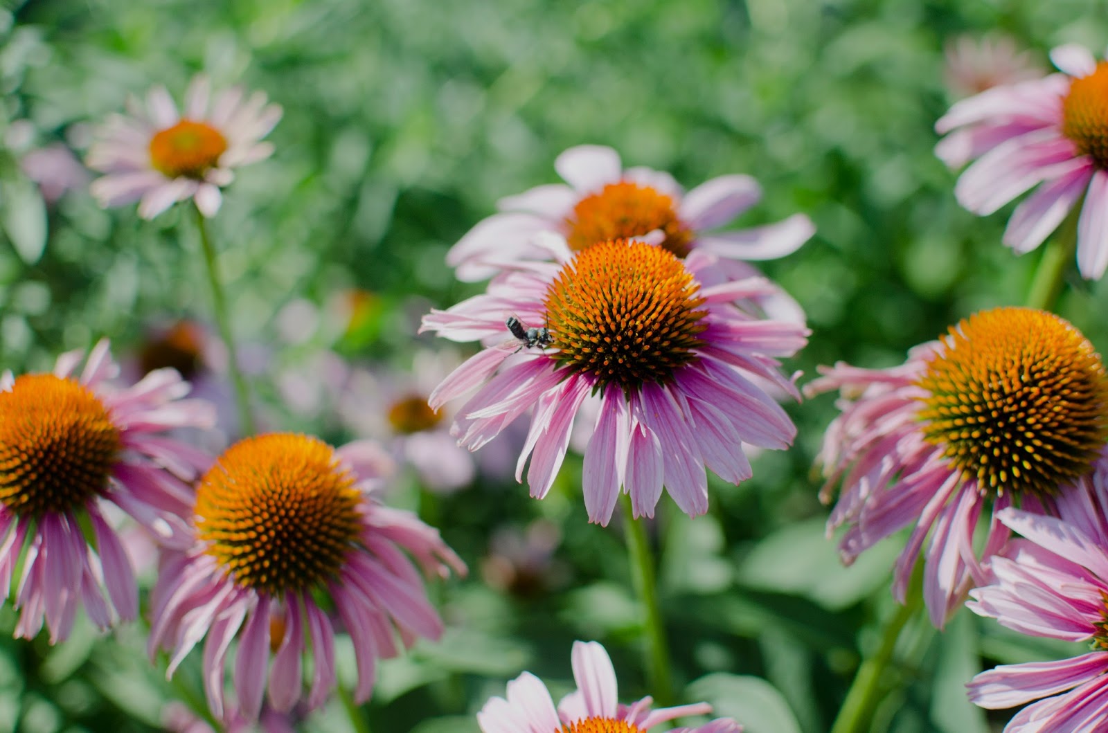 Minnehaha Falls With the 'Rents Celebrating Daily
