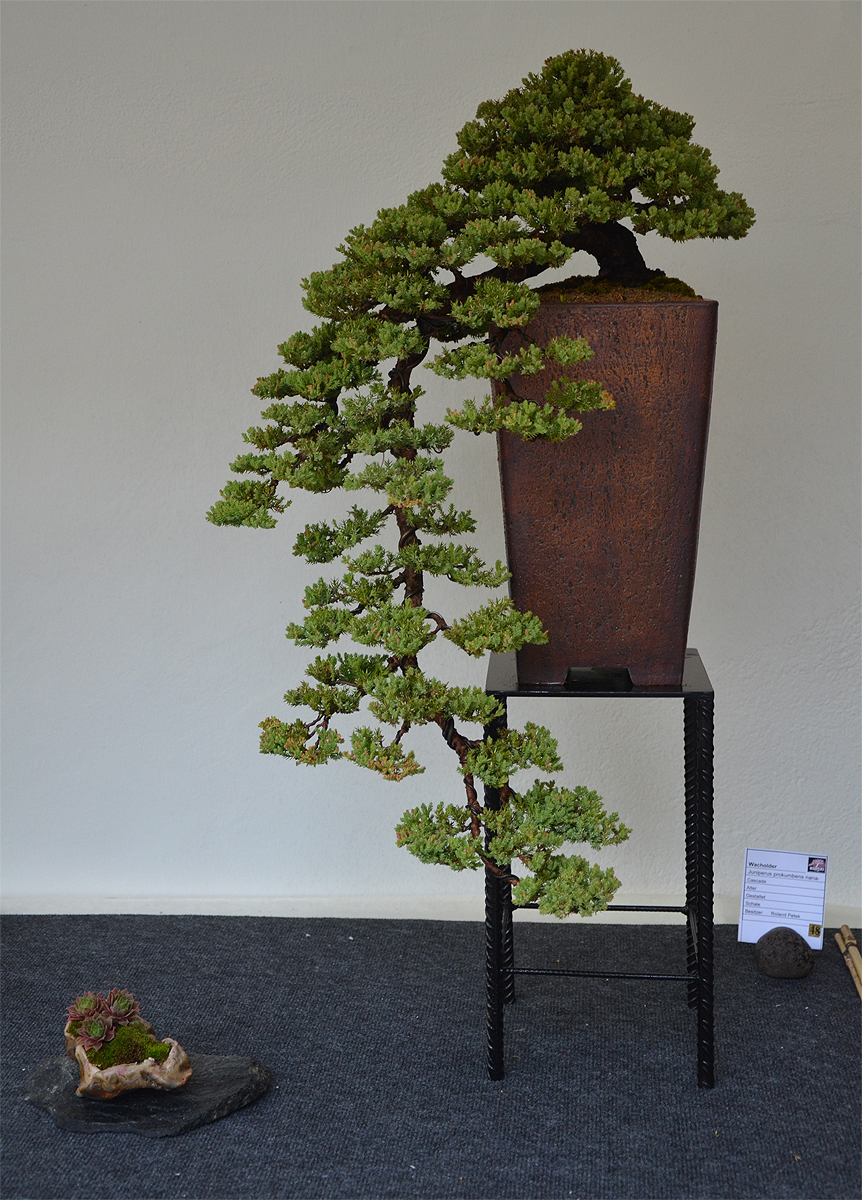 Bonsai Living Art October 2011 Bonsai Living Art October 2011