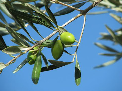 Health benefits of Pure olive oil is oil Pure olive oil
