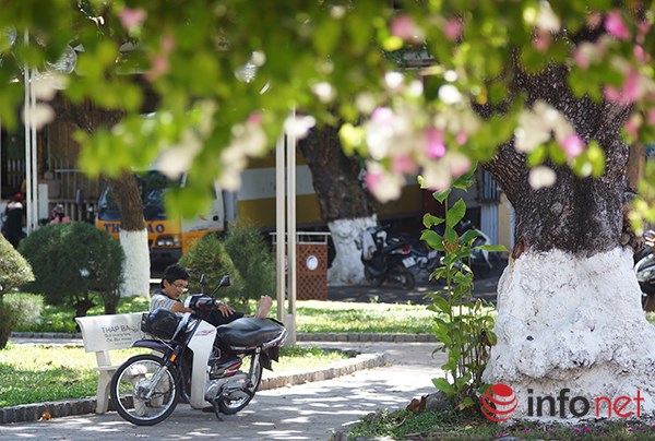 [Image: hoa-giay-no-ro-o-Nha-Trang-7.JPG]