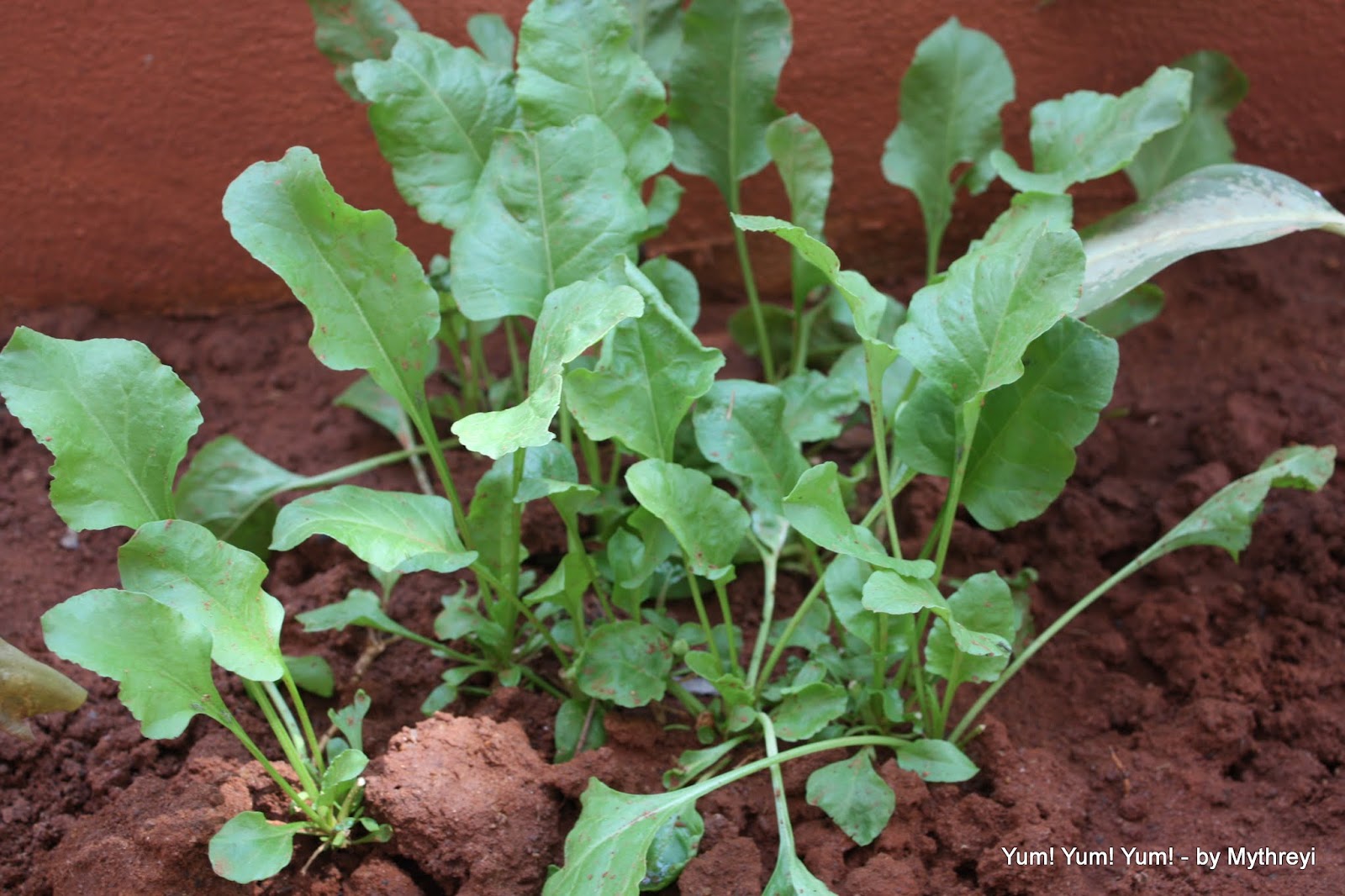 Yum! Yum! Yum! My Growing Home Garden