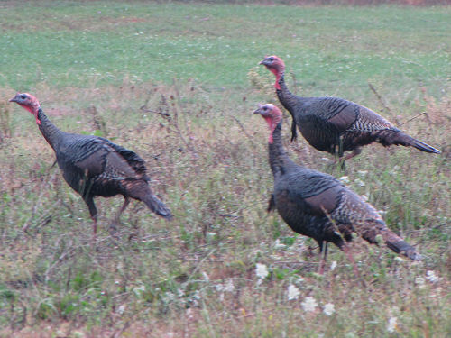 wild turkey
