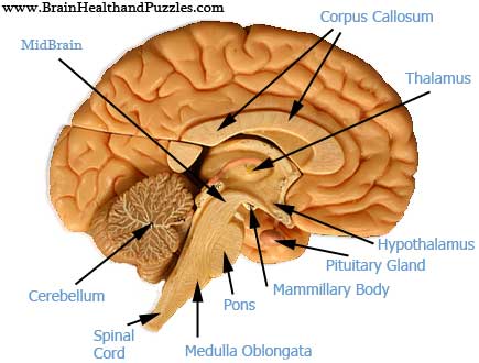 brain labeled diagram salami taiwo science the human brain brain labeled diagram salami taiwo science the human brain