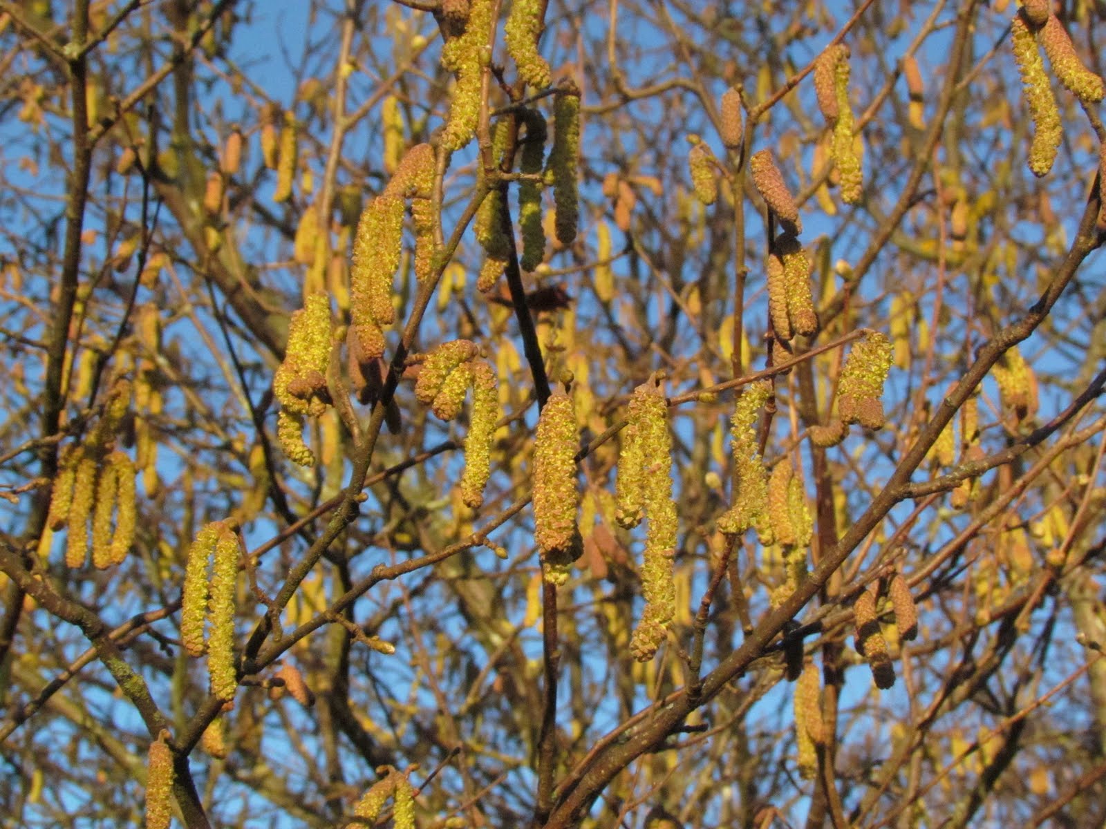 Catkins Hazel