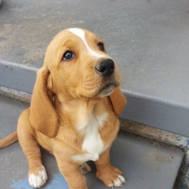 Lovely Pet's ༻ The 5 Dog Breeds That Enjoy Cuddling The Most