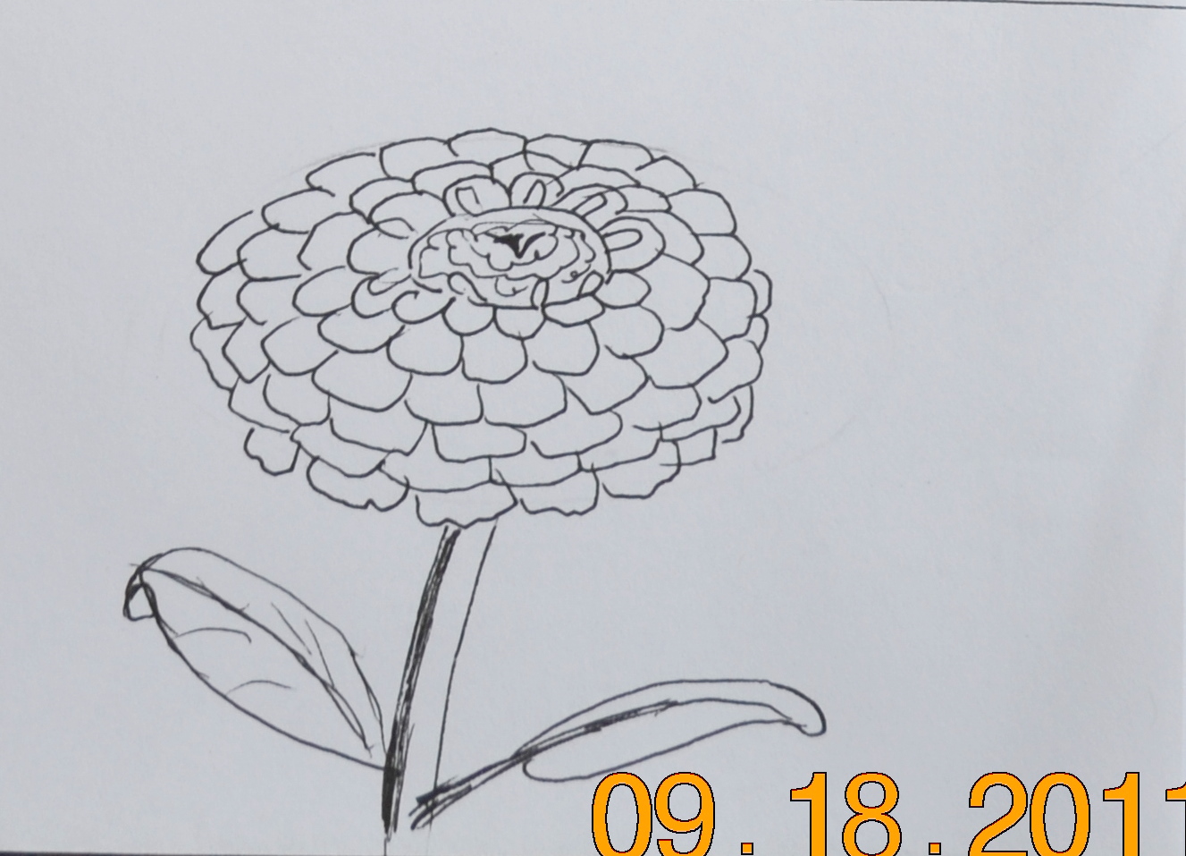Zinnia Line Drawing : Zinnia line drawing imgkid the image kid has it