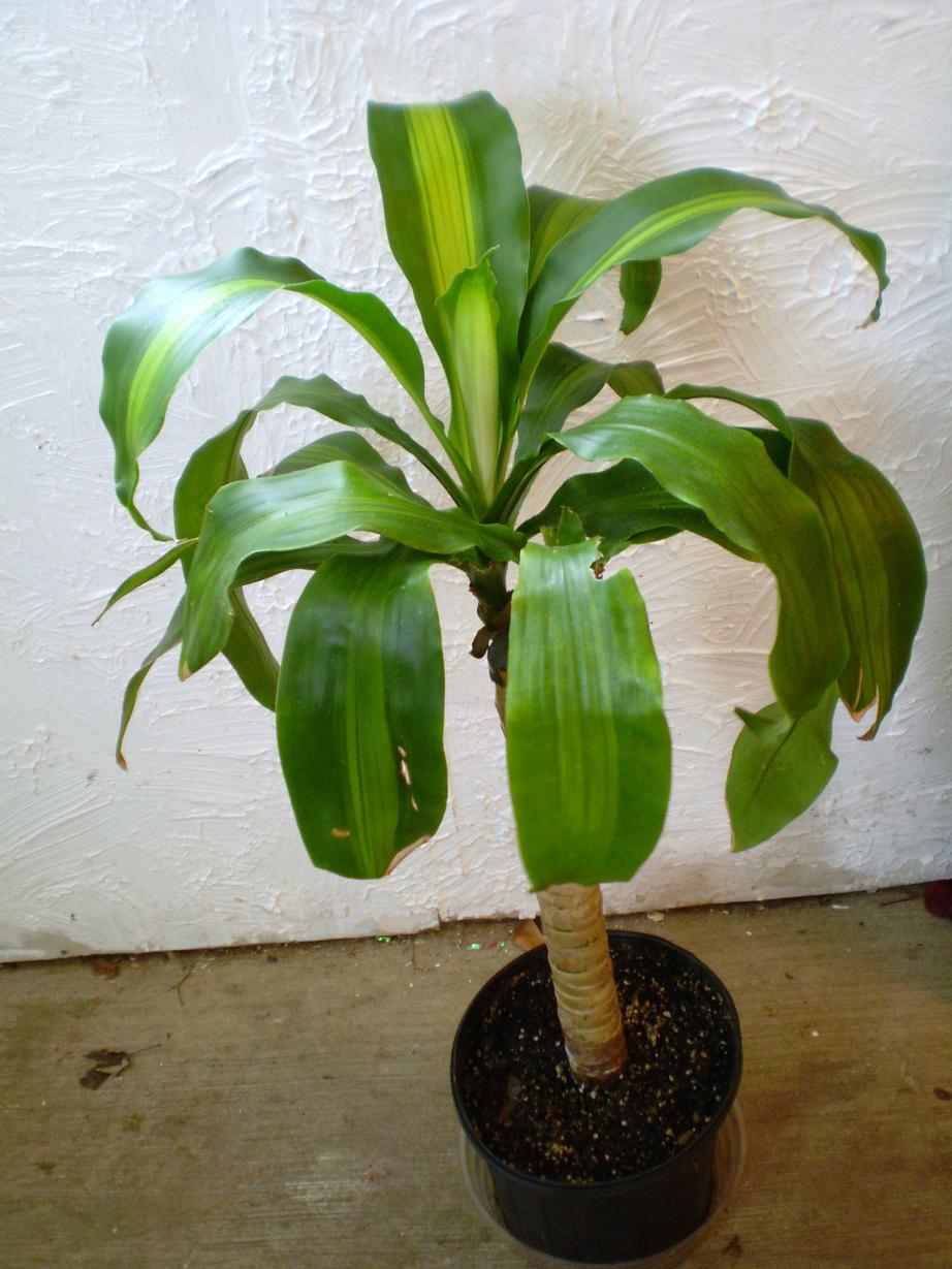 Green Jean December 2011