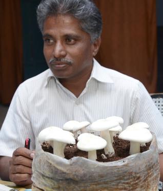 MICROFUNGI - THE MUSHROOM EXPERT: Tamil Nadu lagging behind Himachal