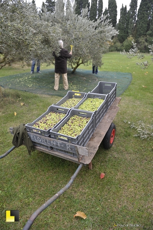 Récolte d'olive 2013 photo pascal blachier Récolte d'olive 2013 photo blachier pascal