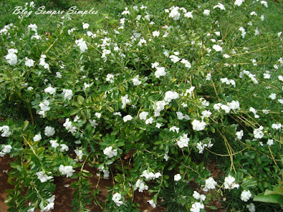 Jardim de Flores