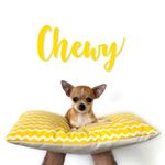 Elchihuahuachewy