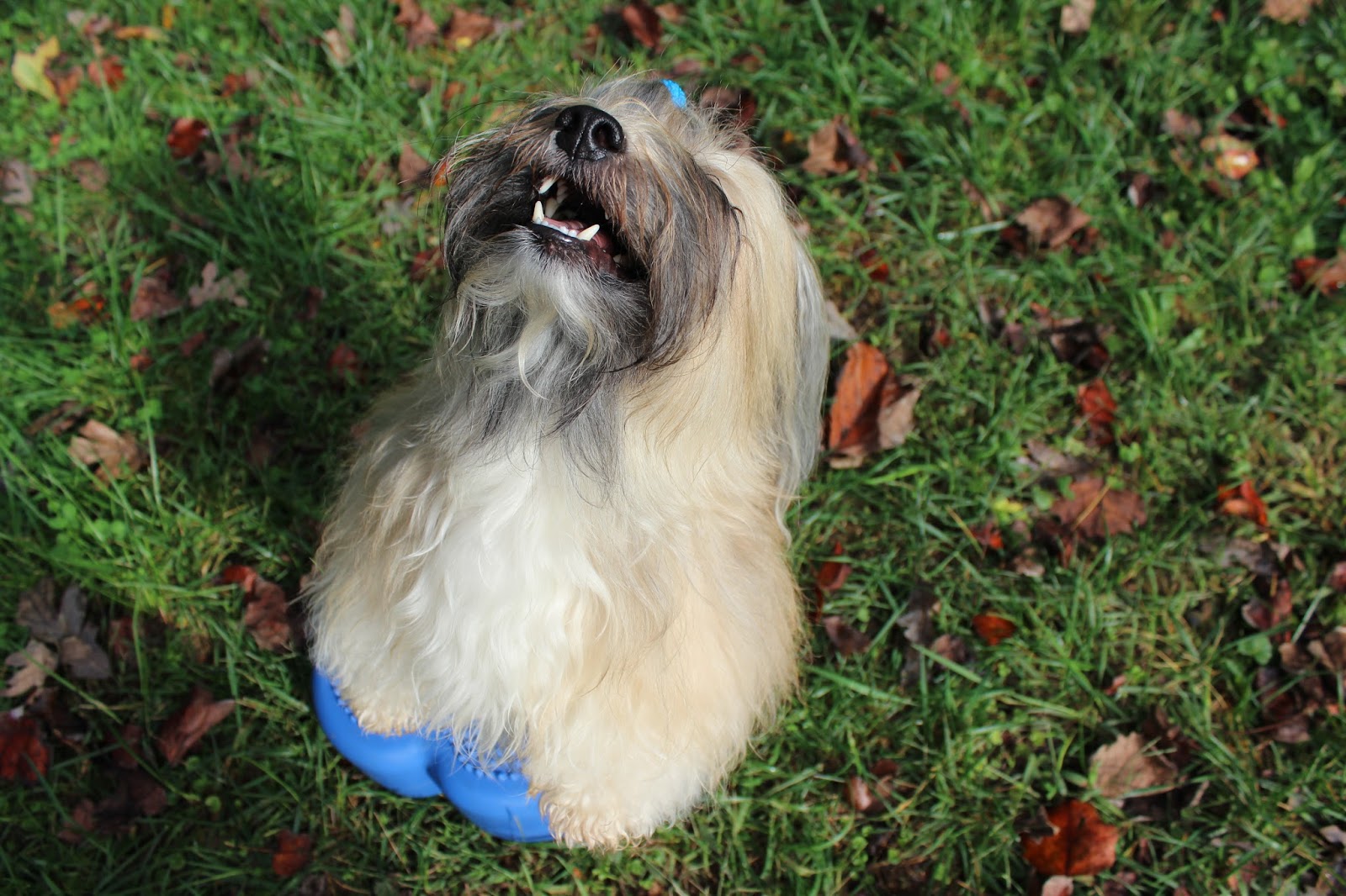 9 Winter Boredom Busters For A Happy Dog - My GBGV Life