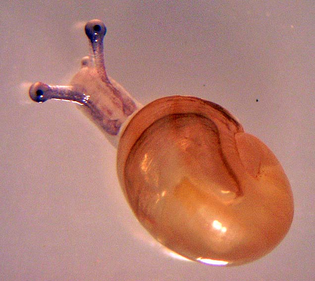 Beyond the Human Eye Newlyhatched Snails