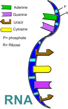Biologi- DNA DAN RNA.