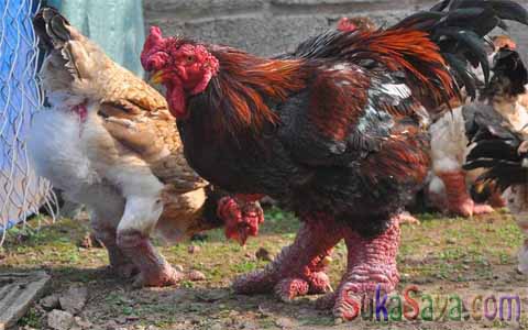foto ayam dong tao Ada Yang Aneh Dengan Ayam Dari Vietnam Ini, Coba Deh Perhatikan...