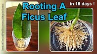 Rooting A Ficus Leaf