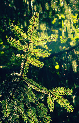 green fir tree close-up
