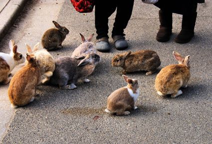 [imagetag] Okunoshima Pulau Kelinci [DuniaQ Duniamu]