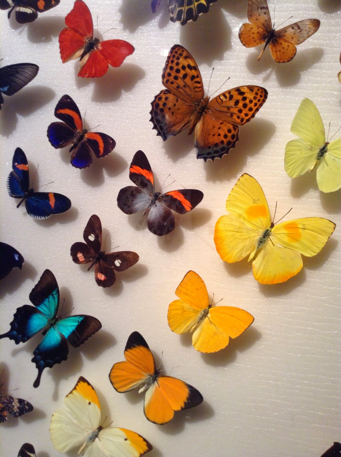 Tuấn Đoan .Butterfly World Fort Lauderdale Florida