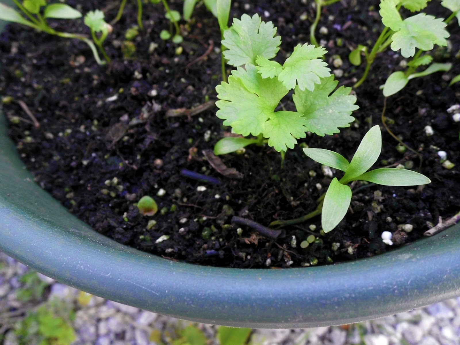 Livin� In The Green Growing Cilantro in Pots All Season