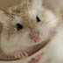 Roborovski hamster, Breeding Roborovski hamster part 3