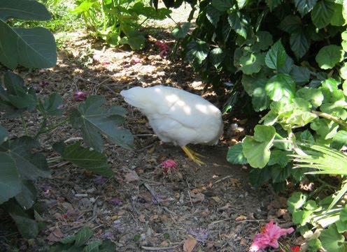 chicken cut head