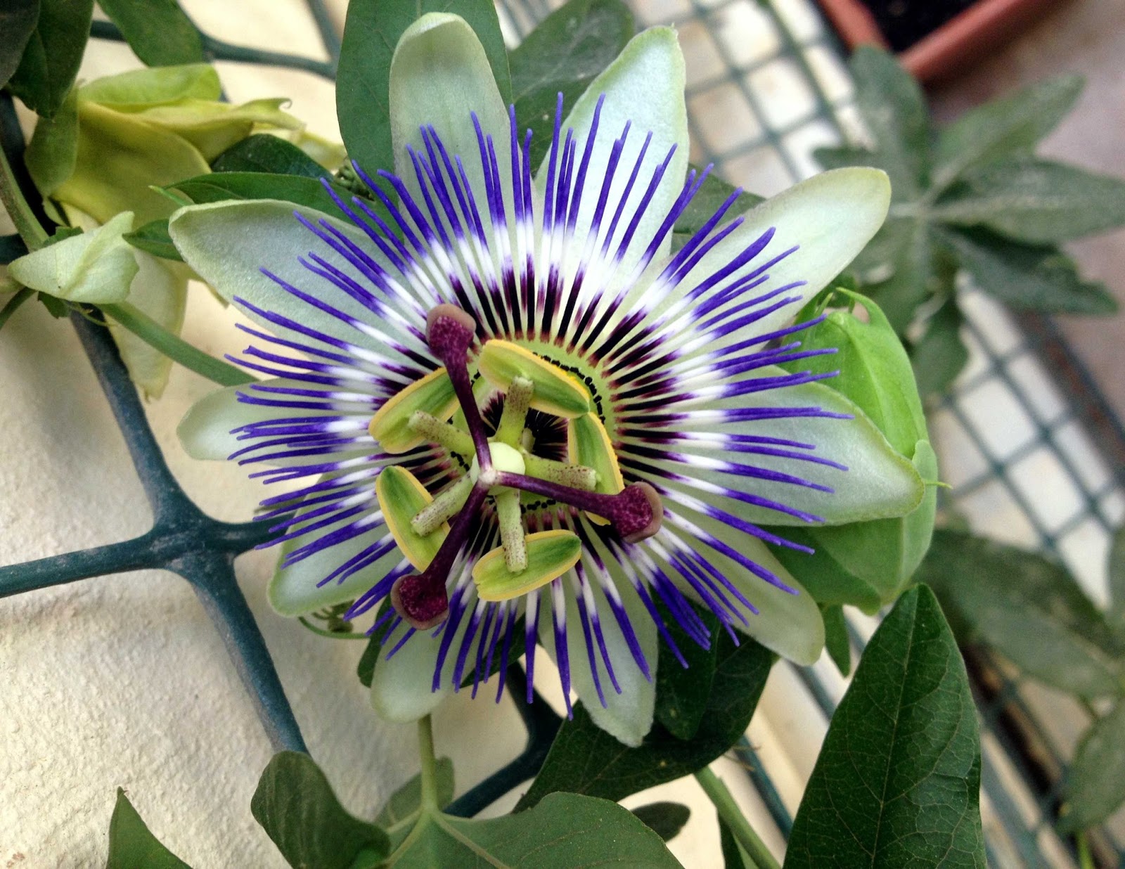 The Challenges Of Blogging About a Passion Flower Green Patches