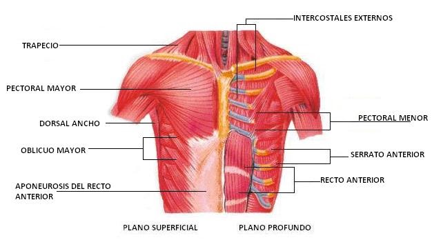 El estimulador por el aumento del pecho