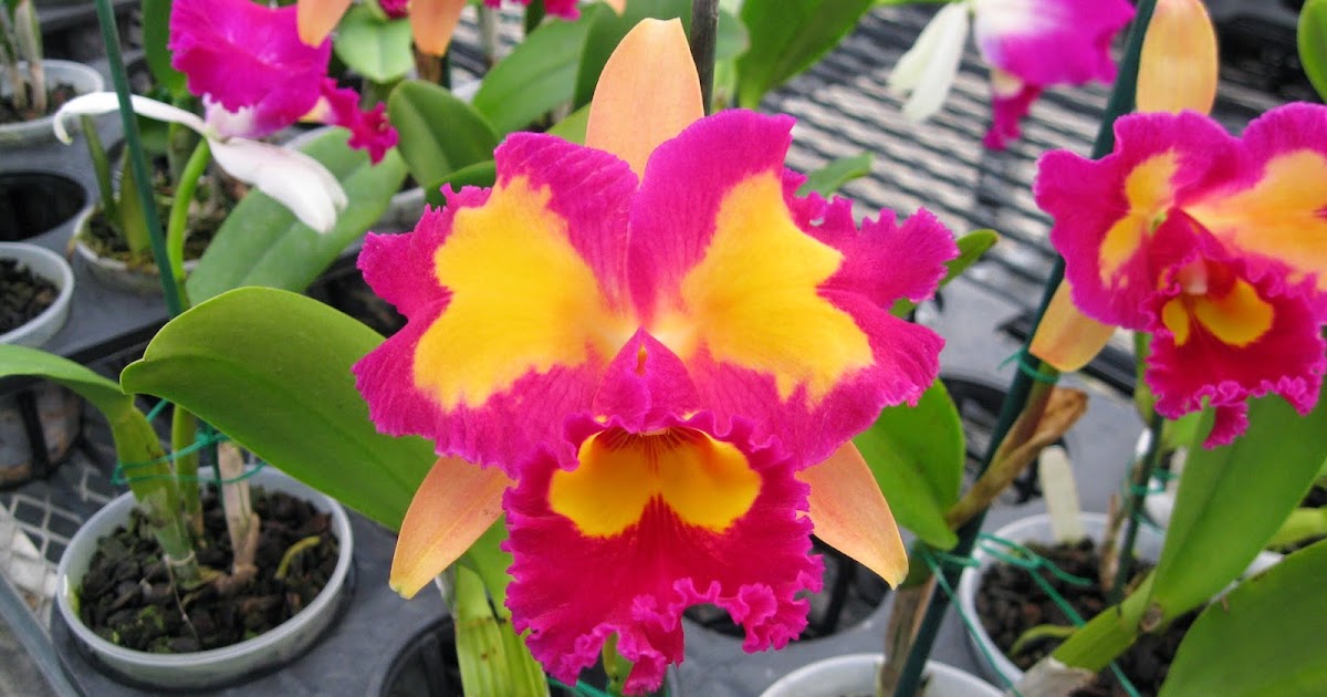 Ten of the Most Beautiful Cattleya Orchid Flowers Orchidaceous