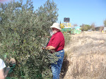 Scott joins in on the Olive Harvest
