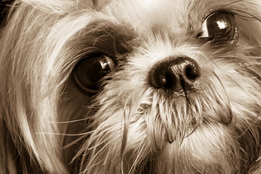 shih tzu dog eyes eye problems dogs tzus care puppy why puppies pets shihtzu need breeders violent reasons become visit