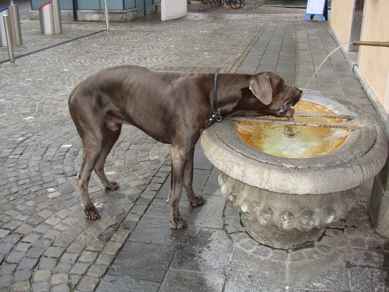 Ein richtiger Thuner säuft&hellip; Illaya der Lenker, Deutsche Dogge, geb
